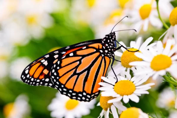 Symbolism of Monarch Butterfly: A Tale of Transformation