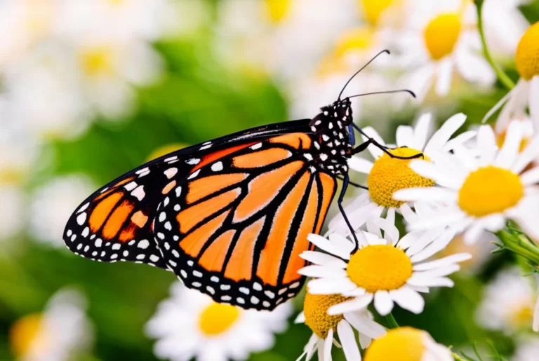 Symbolism of Monarch Butterfly: A Tale of Transformation