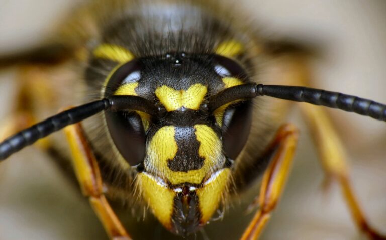 Decoding the Biblical Meaning of Wasps in Dreams
