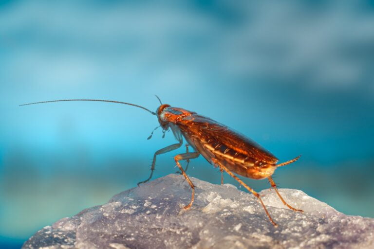 Unveiling the Biblical Meaning of Dreaming of Cockroaches