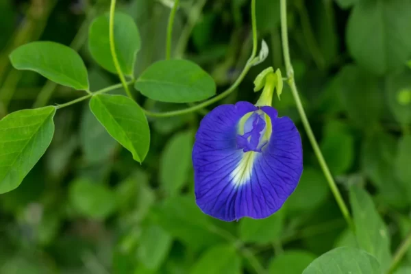 Butterfly Pea Flower Spiritual Meaning