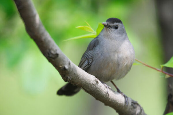Gray Catbird Symbolism and Meaning