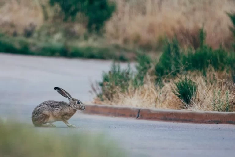 Spiritual Meaning of Rabbit Crossing Your Path