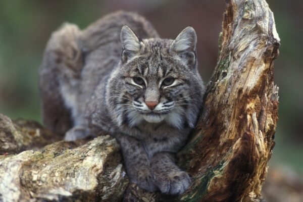 The Symbolism of Bobcat in Mythology, Dreams, and Culture