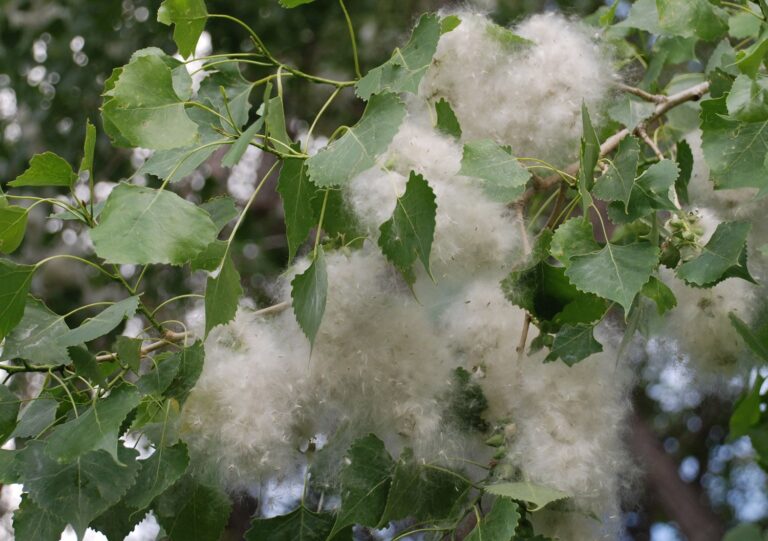 The Cottonwood Tree Symbolism and Meaning