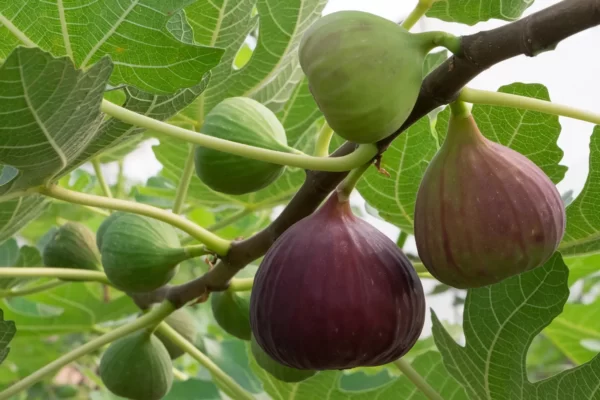 Figs Symbolism and Meaning