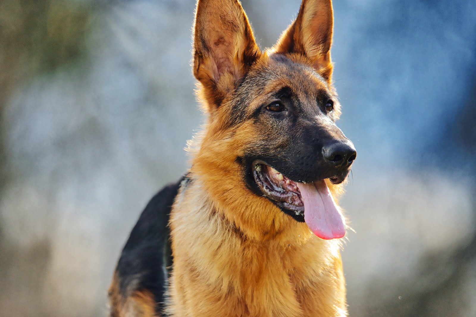 Mean German Shepherd