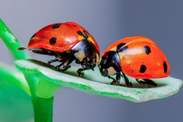 Ladybug Symbolism: The Magic Behind These Tiny Creatures