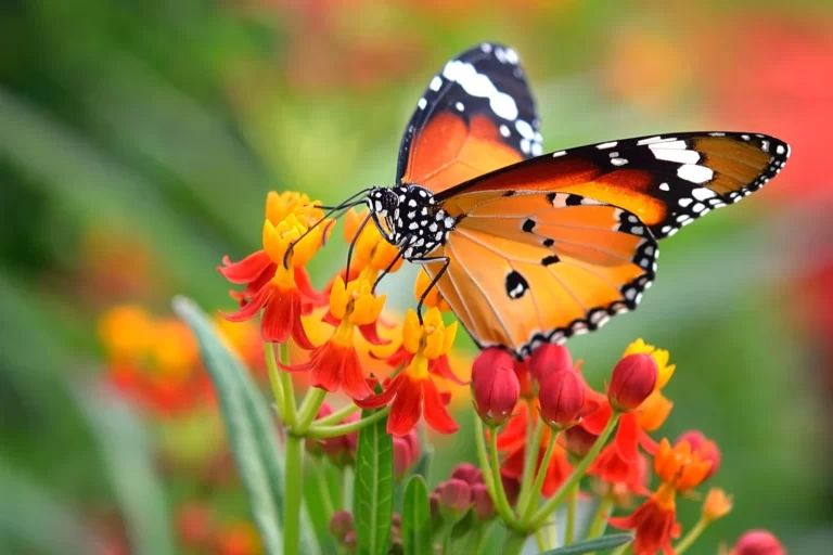 The Secret Meanings Behind Orange Butterflies