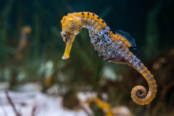Seahorse Symbolism and Meaning