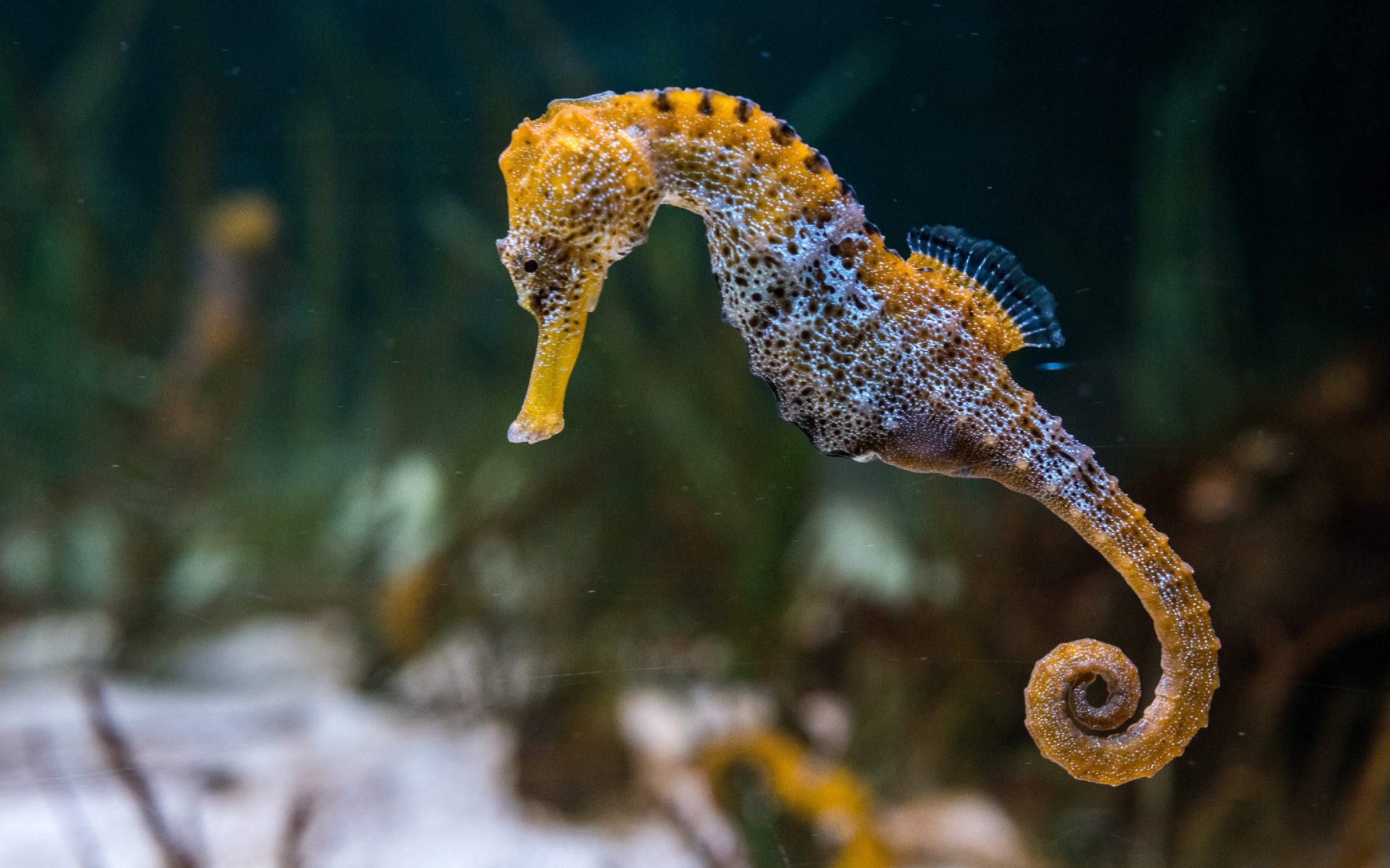 Seahorse Symbolism and Meaning