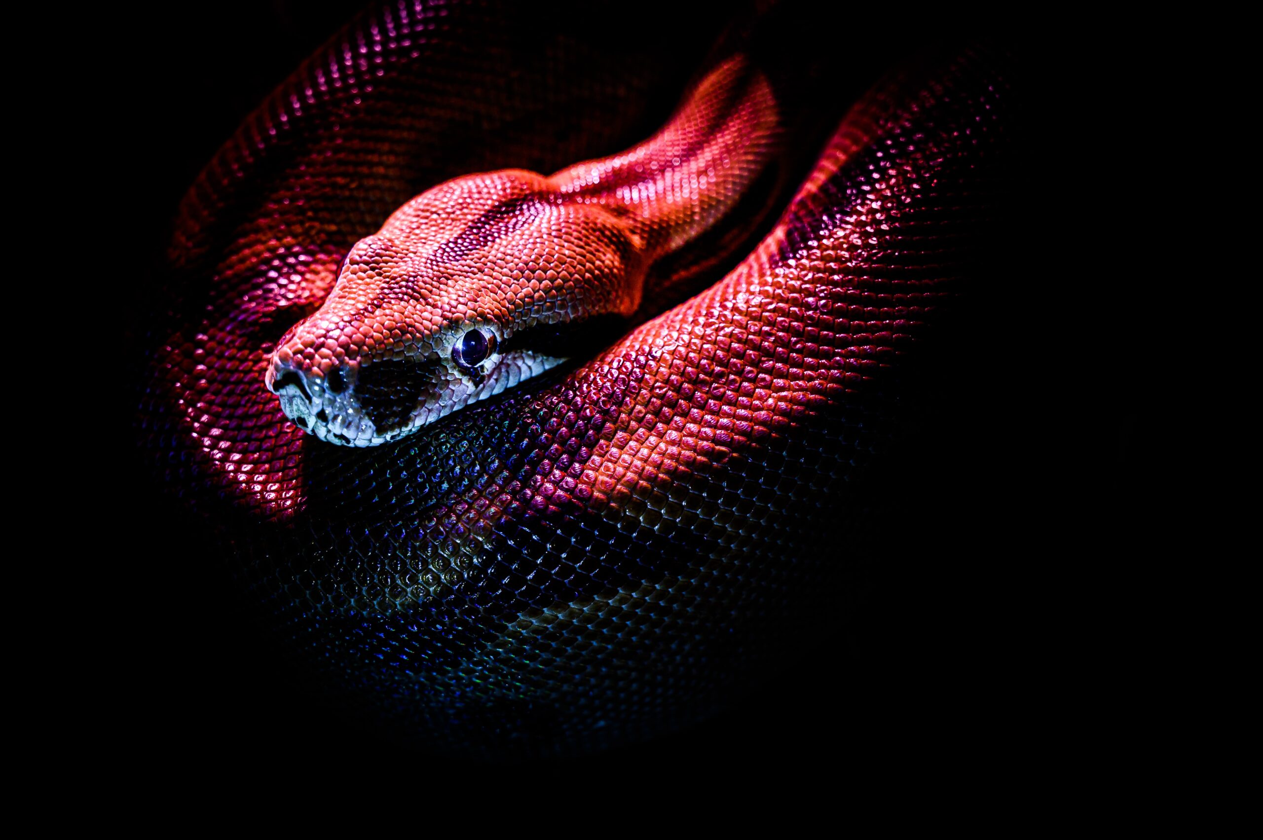 the-fascinating-symbolism-of-snake-and-their-meanings