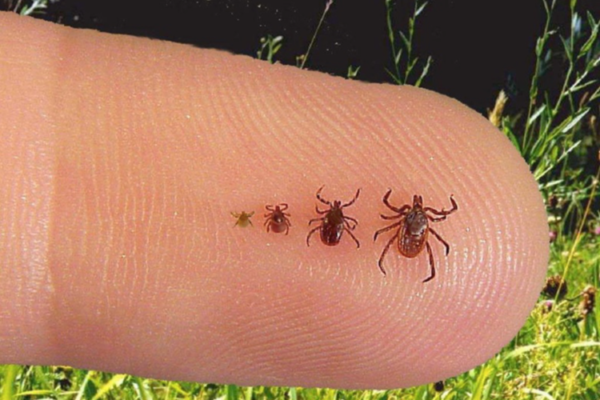 Ticks Symbolism and Meaning